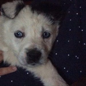 Meet your Posher, Vale